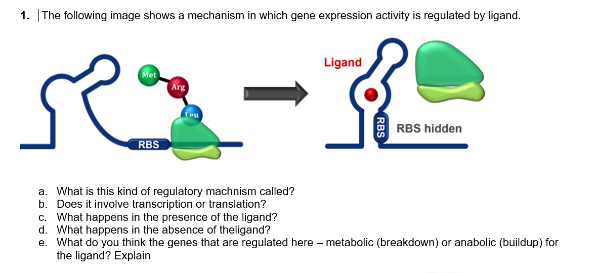 1. The following image shows a mechanism in which gene expression activity is regulated by ligand.
Arg
RS-2
Teu
Met
RBS
Ligand
RBS hidden
a. What is this kind of regulatory machnism called?
b. Does it involve transcription or translation?
c. What happens in the presence of the ligand?
d. What happens in the absence of theligand?
e. What do you think the genes that are regulated here - metabolic (breakdown) or anabolic (buildup) for
the ligand? Explain