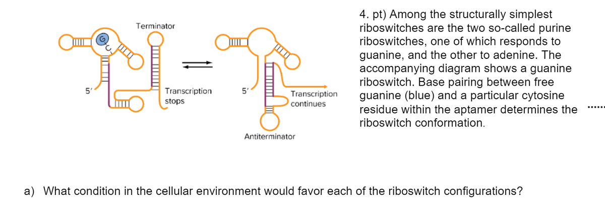 5
Terminator
Transcription
stops
5'
Transcription
continues
Antiterminator
4. pt) Among the structurally simplest
riboswitches are the two so-called purine
riboswitches, one of which responds to
guanine, and the other to adenine. The
accompanying diagram shows a guanine
riboswitch. Base pairing between free
guanine (blue) and a particular cytosine
residue within the aptamer determines the
riboswitch conformation.
a) What condition in the cellular environment would favor each of the riboswitch configurations?