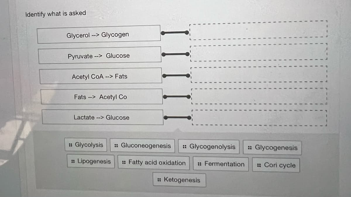 Identify what is asked
Glycerol --> Glycogen
Pyruvate-> Glucose
Acetyl CoA --> Fats
Fats>Acetyl Co
Lactate --> Glucose
:: Glycolysis :: Gluconeogenesis :: Glycogenolysis :: Glycogenesis
:: Lipogenesis :: Fatty acid oxidation :: Fermentation :: Cori cycle
:: Ketogenesis