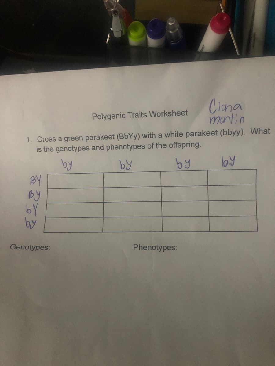 Ciana
martin
Polygenic Traits Worksheet
1. Cross a green parakeet (BbYy) with a white parakeet (bbyy). What
is the genotypes and phenotypes of the offspring.
by
by
by
BY
By
by
by
Genotypes:
Phenotypes:
