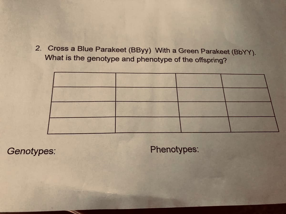 2. Cross a Blue Parakeet (BByy) With a Green Parakeet (BBYY).
What is the genotype and phenotype of the offspring?
Genotypes:
Phenotypes:
