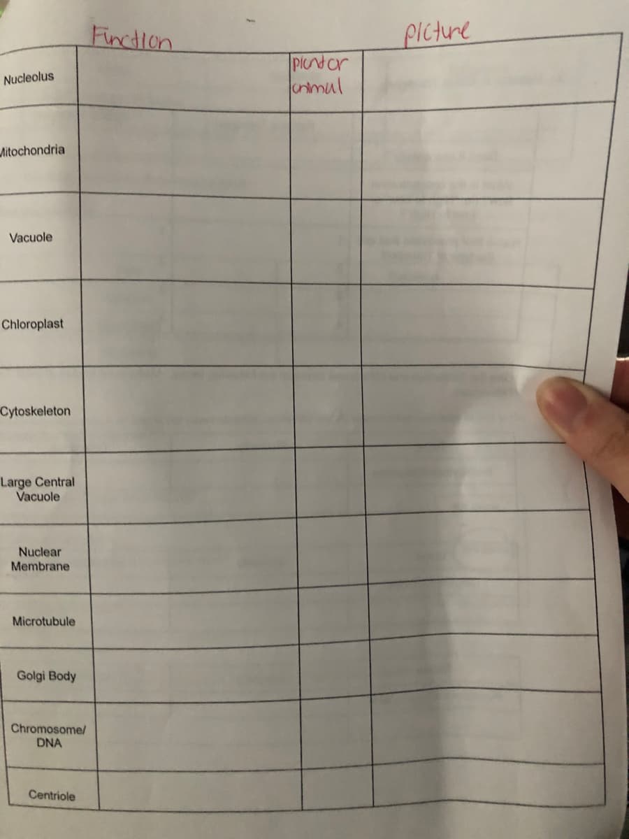 Finction
picture
PICndor
cnmul
Nucleolus
Aitochondria
Vacuole
Chloroplast
Cytoskeleton
Large Central
Vacuole
Nuclear
Membrane
Microtubule
Golgi Body
Chromosome/
DNA
Centriole
