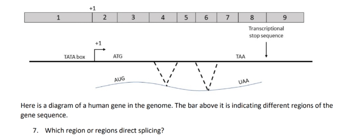 +1
1
4
6.
7
8
9.
Transcriptional
stop sequence
+1
TATA box
ATG
ТАА
AUG
UAA
Here is a diagram of a human gene in the genome. The bar above it is indicating different regions of the
gene sequence.
7. Which region or regions direct splicing?
