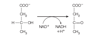 CO0-
CH,
CH,
Н-С—ОН
C=0
NAD+ NADH
+H+
CH3
CH3
