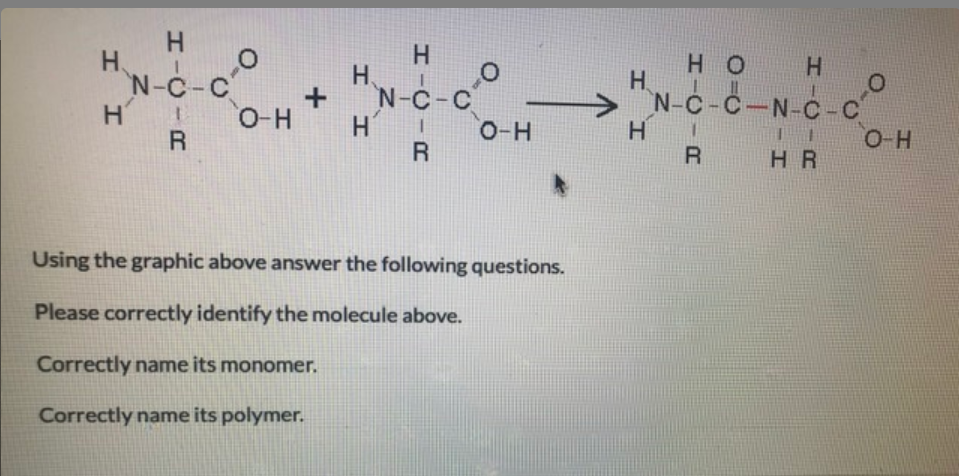 H.
N-C-C
H'
R
H,
N-C-C
O-H
HO
H.
N-C-C-N-C-C
O-H
R
R.
HR
Using the graphic above answer the following questions.
Please correctly identify the molecule above.
Correctly name its monomer.
Correctly name its polymer.
H-U
