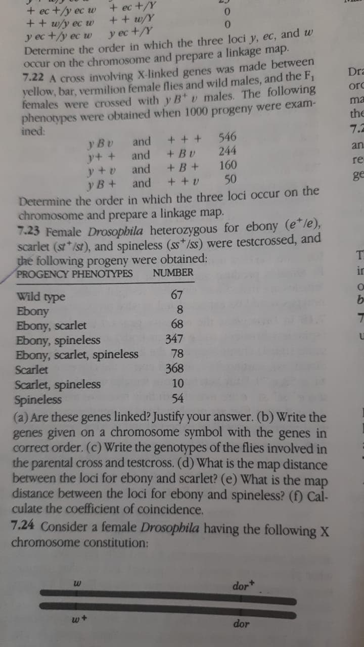 + ec +/Y
+ + w/Y
y ec +/Y
+ ec +/y ec w
++ w/y ec w
у ес +у ес и
Determine the order in which the three loci y, ec, and w
Occur on the chromosome and prepare a linkage map.
7.22 A cross involving X-linked genes was made between
yellow, bar, vermilion female fies and wild males, and the F1
females were crossed with y B v males. The following
phenotypes were obtained when 1000 progeny were exam-
ined:
Dra
ord
ma
the
7.2
546
244
160
50
+ + +
+ Bv
y Bv
y+ +
y+v
y B+
and
an
and
and
and
+B +
re
+ + v
ge
Determine the order in which the three loci occur on the
chromosome and prepare a linkage map.
7.23 Female Drosophila heterozygous for ebony (e"le),
scarlet (st*/st), and spineless (ss*/ss) were testcrossed, and
the following progeny were obtained:
PROGENCY PHENOTYPES
NUMBER
ir
Wild type
Ebony
Ebony, scarlet
Ebony, spineless
Ebony, scarlet, spineless
Scarlet
67
8.
68
347
78
368
Scarlet, spineless
Spineless
(a) Are these genes linked? Justify your answer. (b) Write the
genes given on a chromosome symbol with the genes in
correct order. (c) Write the genotypes of the flies involved in
the parental cross and testcross. (d) What is the
between the loci for ebony and scarlet? (e) What is the map
distance between the loci for ebony and spineless? (f) Cal-
culate the coefficient of coincidence.
10
54
map
distance
7.24 Consider a female Drosophila having the following X
chromosome constitution:
dor*
dor
