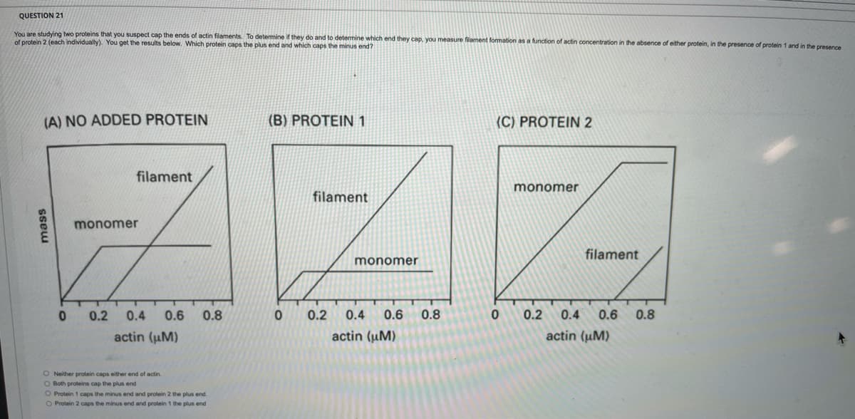 QUESTION 21
You are studying two proteins that you suspect cap the ends of actin filaments. To detemine if they do and to determine which end they cap, you measure filament formation as a function of actin concentration in the absence of either protein, in the presence of protein 1 and in the presence
of protein 2 (each individually). You get the results below. Which protein caps the plus end and which caps the minus end?
(A) NO ADDED PROTEIN
(B) PROTEIN 1
(C) PROTEIN 2
filament
monomer
filament
monomer
filament
monomer
0.2
0.4
0.6
0.8
0.2
0.4
0.6
0.8
0.2
0.4
0.6
0.8
actin (uM)
actin (µM)
actin (µM)
O Neither protein caps either end of actin.
O Both proteins cap the plus end
O Protein 1 caps the minus end and protein 2 the plus end.
O Protein 2 caps the minus end and protein 1 the plus end
