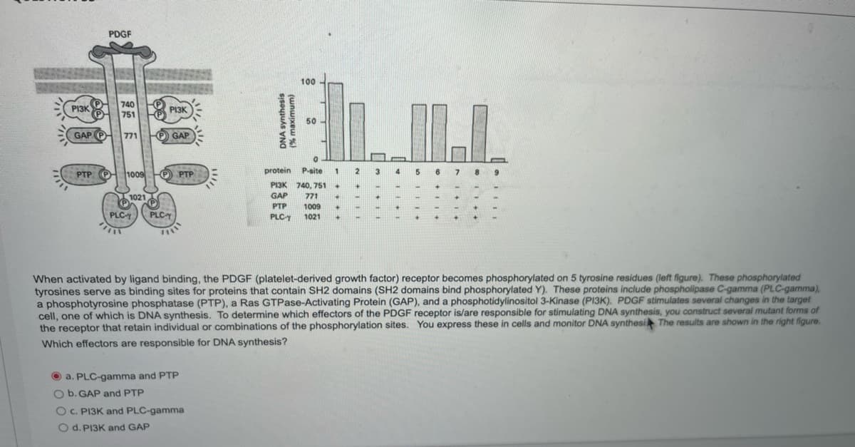 PDGF
100
PI3K 740
751
PI3K
50 -
GAP O771
O GAP
PTP P
1009 O PTP
protein
P-site
1
12
4
5.
6.
7.
PI3K 740, 751+
1021
GAP
771
+]
+]
PTP
1009
PLC
PLCy
PLCT
1021
When activated by ligand binding, the PDGF (platelet-derived growth factor) receptor becomes phosphorylated on 5 tyrosine residues (left figure). These phosphorylated
tyrosines serve as binding sites for proteins that contain SH2 domains (SH2 domains bind phosphorylated Y). These proteins include phospholipase C-gamma (PLC-gamma),
a phosphotyrosine phosphatase (PTP), a Ras GTPase-Activating Protein (GAP), and a phosphotidylinositol 3-Kinase (PI3K). PDGF stimulates several changes in the target
cell, one of which is DNA synthesis. To determine which effectors of the PDGF receptor is/are responsible for stimulating DNA synthesis, you construct several mutant forms of
the receptor that retain individual or combinations of the phosphorylation sites. You express these in cells and monitor DNA synthesi The results are shown in the right figure.
Which effectors are responsible for DNA synthesis?
O a. PLC-gamma and PTP
O b. GAP and PTP
O C. PI3K and PLC-gamma
O d. PI3K and GAP
