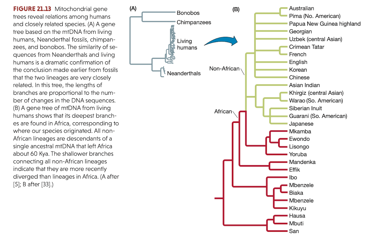 FIGURE 21.13 Mitochondrial gene
trees reveal relations among humans
and closely related species. (A) A gene
tree based on the mtDNA from living
humans, Neanderthal fossils, chimpan-
zees, and bonobos. The similarity of se-
quences from Neanderthals and living
(A)
(B)
Australian
Bonobos
Pima (No. American)
Papua New Guinea highland
Georgian
Uzbek (central Asian)
Chimpanzees
Living
humans
Crimean Tatar
French
humans is a dramatic confirmation of
English
the conclusion made earlier from fossils
Non-African
Korean
Neanderthals
that the two lineages are very closely
related. In this tree, the lengths of
branches are proportional to the num-
ber of changes in the DNA sequences.
(B) A gene tree of mtDNA from living
humans shows that its deepest branch-
es are found in Africa, corresponding to
where our species originated. All non-
African lineages are descendants of a
single ancestral mtDNA that left Africa
about 60 Kya. The shallower branches
connecting all non-African lineages
indicate that they are more recently
diverged than lineages in Africa. (A after
[5]; B after [33].)
Chinese
Asian Indian
Khirgiz (central Asian)
Warao (So. American)
Siberian Inuit
African
Guarani (So. American)
Japanese
Mkamba
Ewondo
Lisongo
Yoruba
Mandenka
Effik
Ibo
Mbenzele
Biaka
Mbenzele
Kikuyu
Hausa
Mbuti
San
