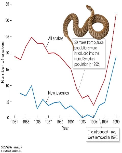 35
30
25
All snakes
20 males from outside
oopulations were
introduced into the
inbred Swedish
population in 1992.
15
10
New juveniles
5
1981 1983 1985 1987 1989 1991 1993 1995 1997 1999
Year
The introduced males
were removed in 1996.
EVOLUTION de, Figure 7.15
O2017 Sinauer kiwociates, Inc.
20
LO
Number of snakes
