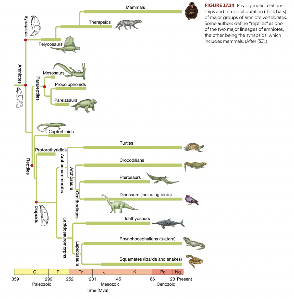 FIGURE 17.24 Phylogenetic relation-
ships and temporal duration (thick bars)
of major groups of amniote vertebrates.
Some authors define "reptiles" as one
of the two major lineages of amniotes,
the other being the synapsids, which
includes mammals. (After [53].)
Mammals
Therapsids
Pelycosaurs
Mesosaurs
Procolophonids
Pareiasaurs
Captorhinids
Turtles
Protorothyridids
Crocodilians
Pterosaurs
Dinosaurs (including birds)
Ichthyosaurs
Rhynchocephalians (tuatara)
Squamates (lizards and snakes)
C
P
Tr
K
Pg
Ng
359
299
252
201
145
66
23 Present
Paleozoic
Mesozoic
Cenozoic
Time (Mya)
JOrnithodirans
Lepidosaurs
Archosaurs
Lepidosauromorphs
Archosauromorphs
Parareptiles
Diapsids
Reptiles
Synapsids
Amniotes
