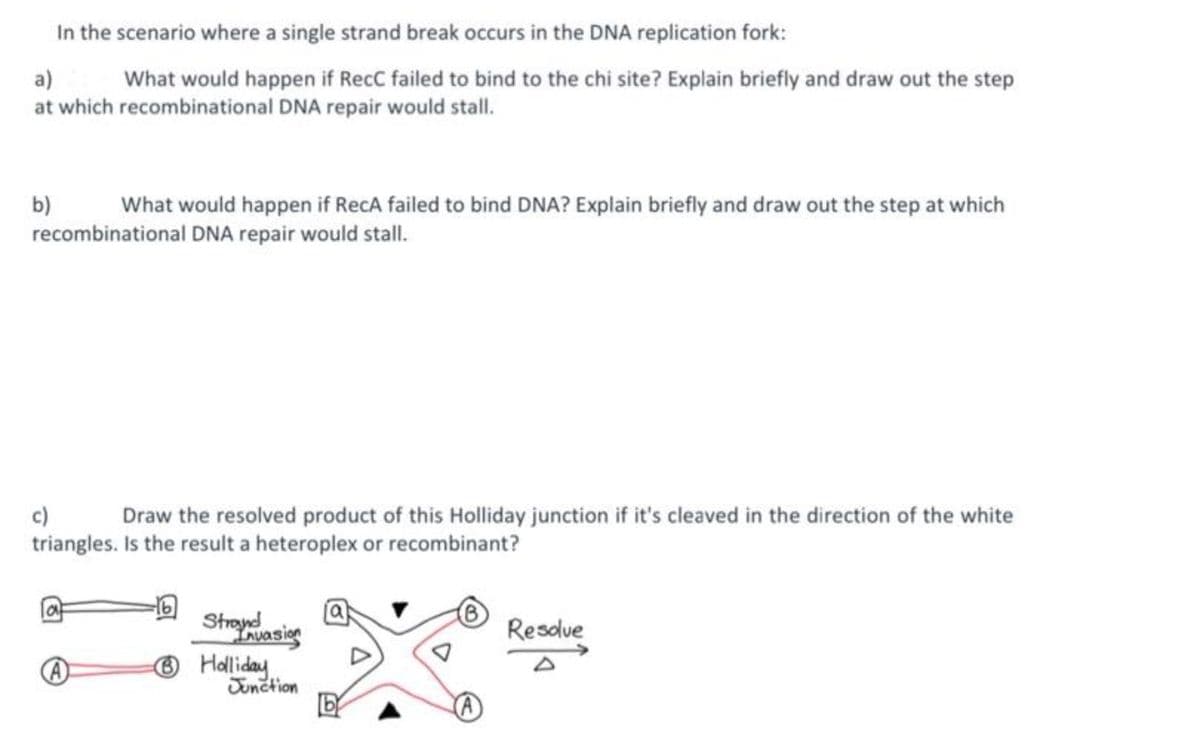 In the scenario where a single strand break occurs in the DNA replication fork:
a)
What would happen if RecC failed to bind to the chi site? Explain briefly and draw out the step
at which recombinational DNA repair would stall.
b)
What would happen if RecA failed to bind DNA? Explain briefly and draw out the step at which
recombinational DNA repair would stall.
c)
Draw the resolved product of this Holliday junction if it's cleaved in the direction of the white
triangles. Is the result a heteroplex or recombinant?
A
Strand
Invasion
Ⓒ Holliday
Junction
A
Resolve