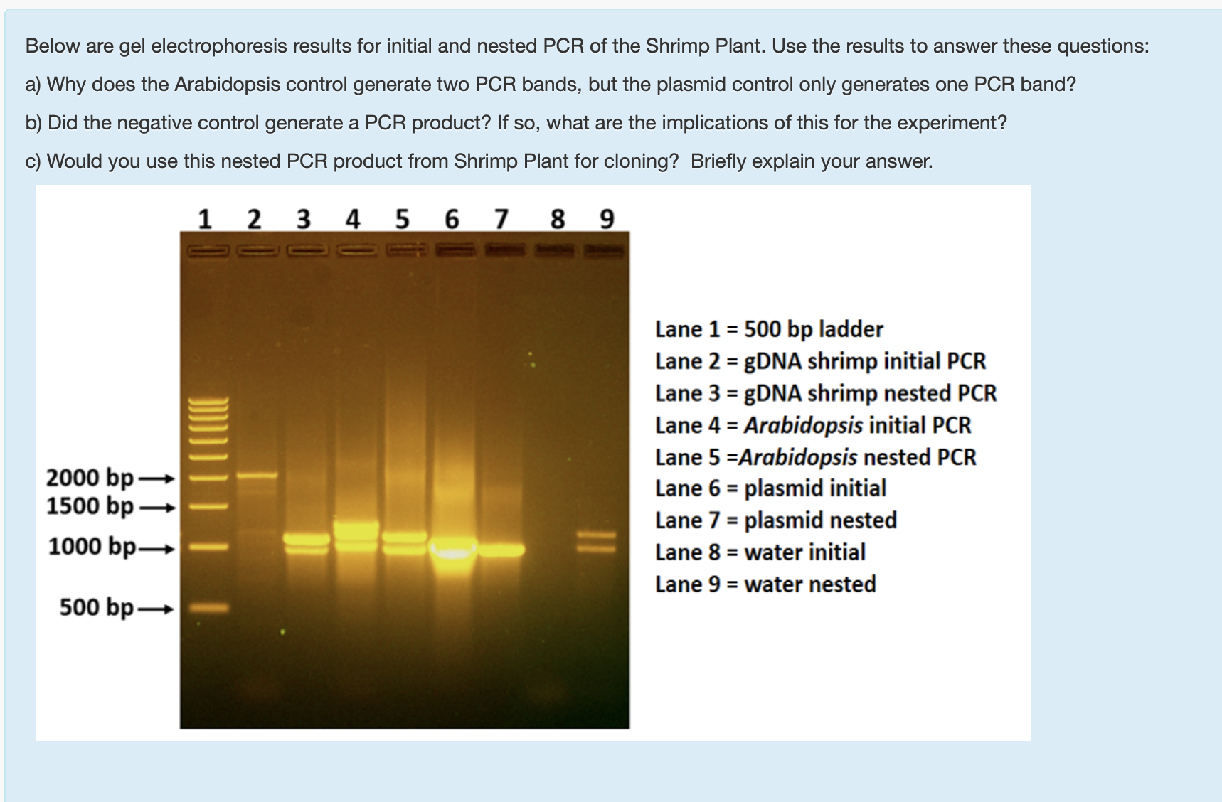 Below are gel electrophoresis results for initial and nested PCR of the Shrimp Plant. Use the results to answer these questions:
a) Why does the Arabidopsis control generate two PCR bands, but the plasmid control only generates one PCR band?
b) Did the negative control generate a PCR product? If so, what are the implications of this for the experiment?
c) Would you use this nested PCR product from Shrimp Plant for cloning? Briefly explain your answer.
3
4
6.
7.
8 9
Lane 1 = 500 bp ladder
Lane 2 = 8DNA shrimp initial PCR
Lane 3 = 9DNA shrimp nested PCR
Lane 4 = Arabidopsis initial PCR
Lane 5 =Arabidopsis nested PCR
Lane 6 = plasmid initial
Lane 7 = plasmid nested
%3D
2000 bp -
1500 bp -
1000 bp-
Lane 8 = water initial
Lane 9 = water nested
500 bp-
