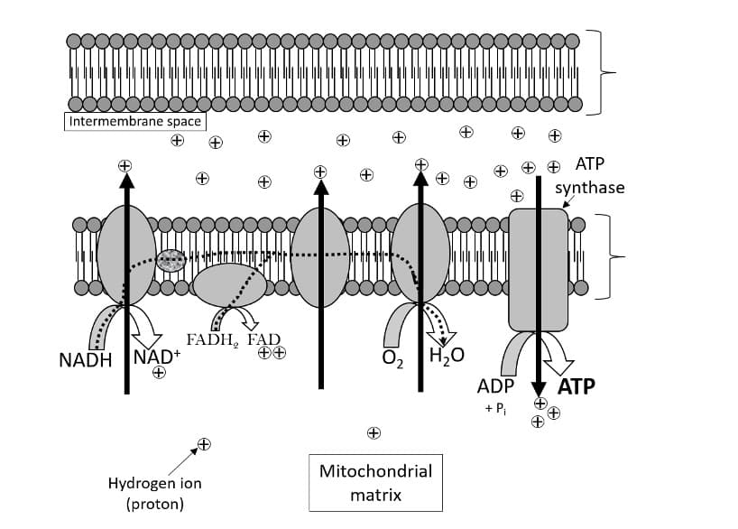 Intermembrane space
NADH
+
FADH, FAD
++
NAD+
Hydrogen ion
(proton)
+
H₂O
Mitochondrial
matrix
+
+ ATP
synthase
ADP ATP
+ P₁
+