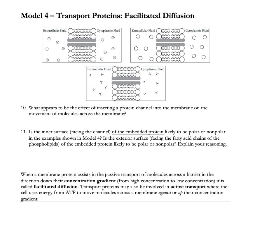 Model 4 - Transport Proteins: Facilitated Diffusion
Extracellular Fluid mu Cytoplasmic Fluid
Extracellular Fluid
wwwwwwy
hmmmml Cytoplasmic Fluid
www.wmy
wwwwwy
hummu
hmm
wwwwwwy
immmml
wwwwwwwwY
immu
hmmmml
wwwwy
hmmmm
O
wwwwwwy
wwwwwwwy
imm
hmmmmm
Y
www
Y
www
10. What appears to be the effect of inserting a protein channel into the membrane on the
movement of molecules across the membrane?
11. Is the inner surface (facing the channel) of the embedded protein likely to be polar or nonpolar
in the examples shown in Model 4? Is the exterior surface (facing the fatty acid chains of the
phospholipids) of the embedded protein likely to be polar or nonpolar? Explain your reasoning.
When a membrane protein assists in the passive transport of molecules across a barrier in the
direction down their concentration gradient (from high concentration to low concentration) it is
called facilitated diffusion. Transport proteins may also be involved in active transport where the
cell uses energy from ATP to move molecules across a membrane against or up their concentration
gradient.
Extracellular Fluid w
<
Cytoplasmic Fluid
x