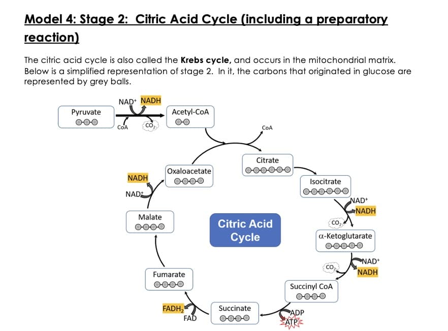 Model 4: Stage 2: Citric Acid Cycle (including a preparatory
reaction)
The citric acid cycle is also called the Krebs cycle, and occurs in the mitochondrial matrix.
Below is a simplified representation of stage 2. In it, the carbons that originated in glucose are
represented by grey balls.
NAD+ NADH
Pyruvate
Acetyl-CoA
со
COA
COA
Citrate
Oxaloacetate
oooo
Isocitrate
NADH
NAD+
Malate
Fumarate
FADH₂
FAD
Citric Acid
Cycle
Succinate
oooo
DO
>ATP
NAD+
NADH
со
a-ketoglutarate
Со
Succinyl CoA
ADP
NAD+
NADH