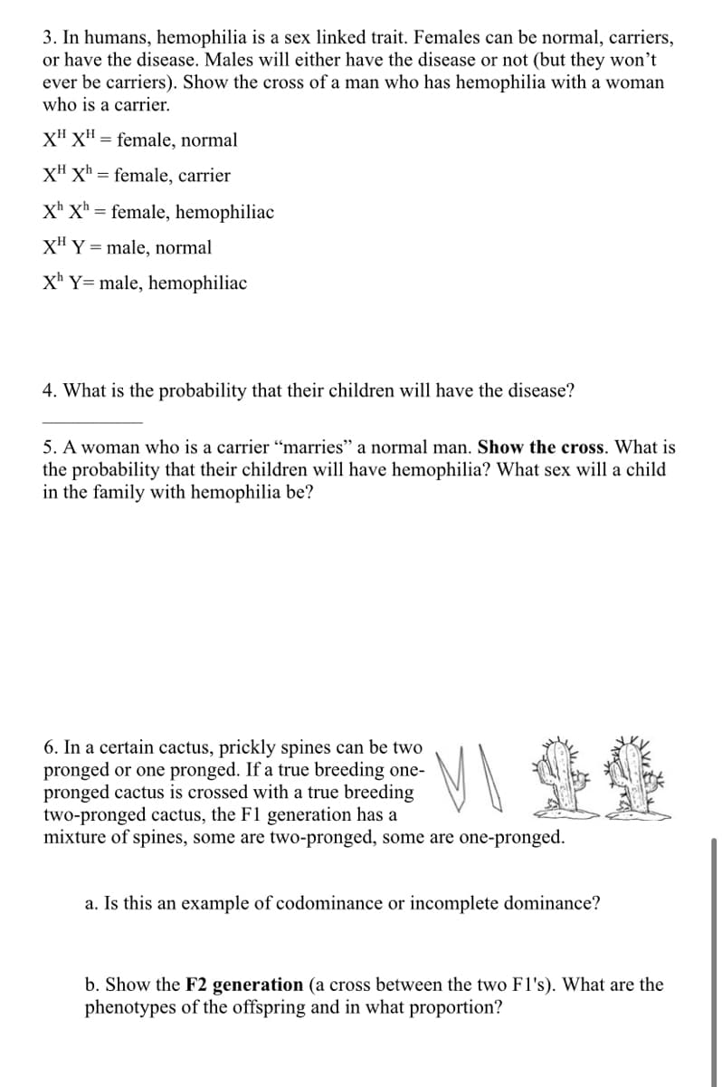 3. In humans, hemophilia is a sex linked trait. Females can be normal, carriers,
or have the disease. Males will either have the disease or not (but they won't
ever be carriers). Show the cross of a man who has hemophilia with a woman
who is a carrier.
XH XH = female, normal
XH Xh= female, carrier
xh Xh= female, hemophiliac
XH Y = male, normal
Xh Y= male, hemophiliac
4. What is the probability that their children will have the disease?
5. A woman who is a carrier "marries" a normal man. Show the cross. What is
the probability that their children will have hemophilia? What sex will a child
in the family with hemophilia be?
6. In a certain cactus, prickly spines can be two
pronged or one pronged. If a true breeding one-
pronged cactus is crossed with a true breeding
two-pronged cactus, the F1 generation has a
mixture of spines, some are two-pronged, some are one-pronged.
a. Is this an example of codominance or incomplete dominance?
b. Show the F2 generation (a cross between the two F1's). What are the
phenotypes of the offspring and in what proportion?