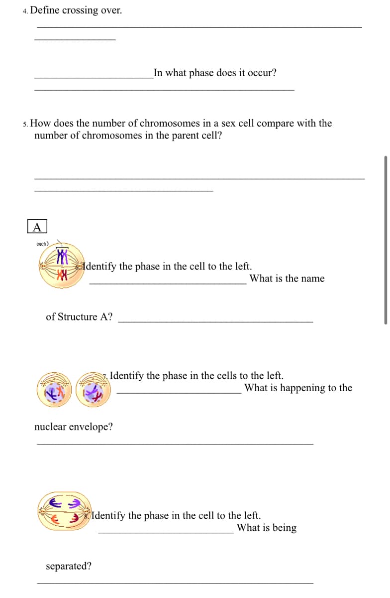 4. Define crossing over.
In what phase does it occur?
5. How does the number of chromosomes in a sex cell compare with the
number of chromosomes in the parent cell?
A
Identify the phase in the cell to the left.
What is the name
What is happening to the
each)
of Structure A?
nuclear envelope?
Identify the phase in the cells to the left.
Identify the phase in the cell to the left.
separated?
What is being