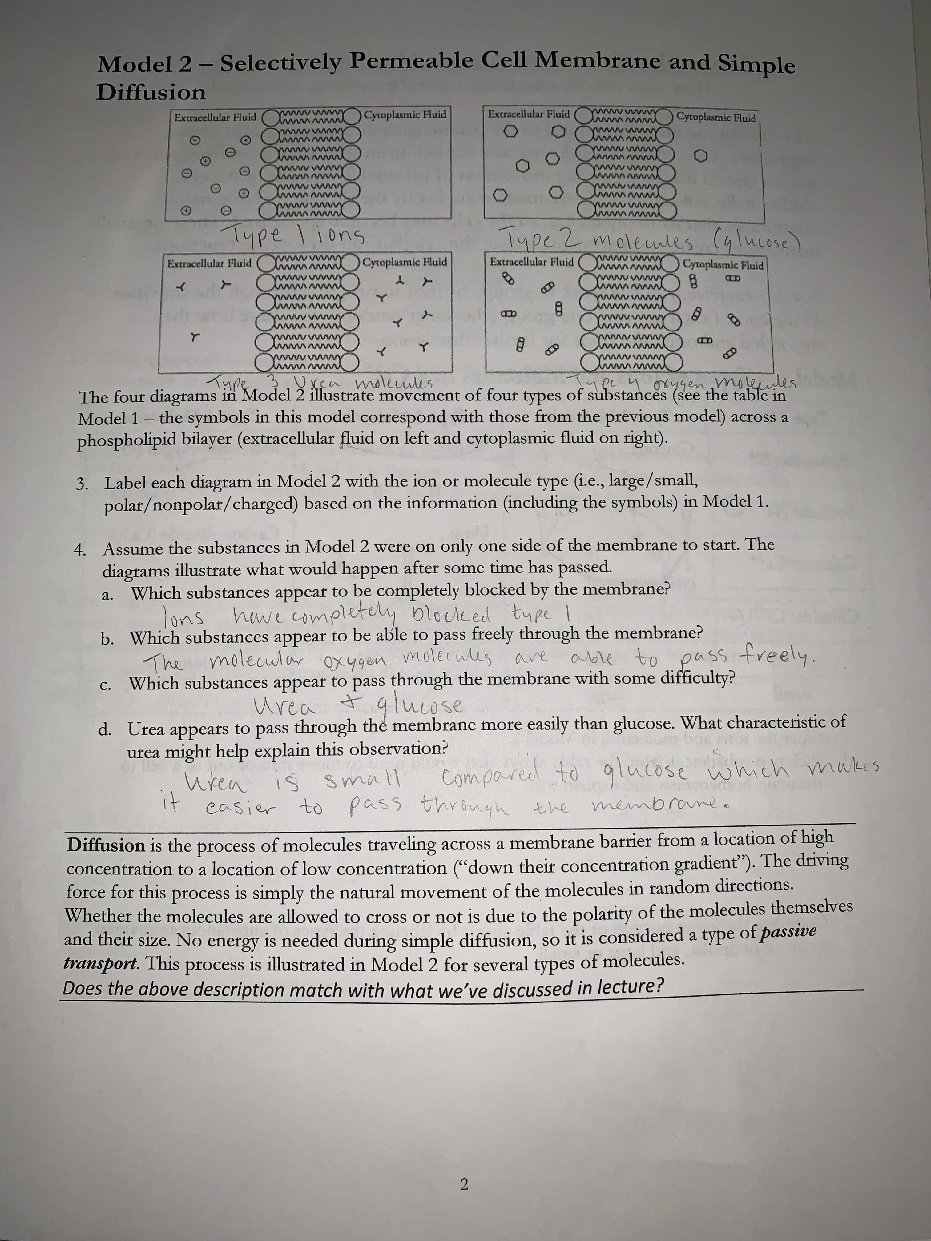 Model 2 - Selectively Permeable Cell Membrane and Simple
Diffusion
Extracellular Fluid Wwwwww Cytoplasmic Fluid
Extracellular Fluid
www Cytoplasmic Fluid
www
w
wwwwww
www
www.x
www.
www.
www
www
www.
ACTE
Omw
ww
ww
Type lions
Type 2 molecules (glucose)
Extracellular Fluid Wwwwwww Cytoplasmic Fluid
Extracellular Fluid
ww Cytoplasmic Fluid
d
wwwx
w
mo
AM
8
MO
m
un
www
m
8
www
www.x
www.
Summ
Type 3 Urea molecules
upe 4 oxygen molecules
The four diagrams in Model 2 illustrate movement of four types of substances (see the table in
Model 1 - the symbols in this model correspond with those from the previous model) across a
phospholipid bilayer (extracellular fluid on left and cytoplasmic fluid on right).
of
3. Label each diagram in Model 2 with the ion or molecule type (i.e., large/small,
polar/nonpolar/charged) based on the information (including the symbols) in Model 1.
4. Assume the substances in Model 2 were on only one side of the membrane to start. The
diagrams illustrate what would happen after some time has passed.
a.
Which substances appear to be completely blocked by the membrane?
have completely blocked type
lons
b.
Which substances appear to be able to pass freely through the membrane?
The molecular oxygen molecules are
able to pass freely.
c.
Which substances appear to pass through the membrane with some difficulty?
Urea
+
glucose
d.
Urea appears to pass through the membrane more easily than glucose. What characteristic of
urea might help explain this observation?
bon anot
of 115
compared to glucose which makes
potova
urea is
small
easier to pass through the
it
through the membrane
6
Diffusion is the process of molecules traveling across a membrane barrier from a location of high
concentration to a location of low concentration ("down their concentration gradient"). The driving
force for this process is simply the natural movement of the molecules in random directions.
Whether the molecules are allowed to cross or not is due to the polarity of the molecules themselves
and their size. No energy is needed during simple diffusion, so it is considered a type of passive
transport. This process is illustrated in Model 2 for several types of molecules.
Does the above description match with what we've discussed in lecture?
2
CD