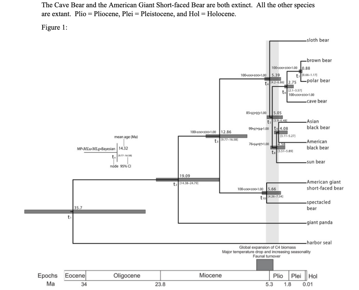 The Cave Bear and the American Giant Short-faced Bear are both extinct. All the other species
are extant. Plio = Pliocene, Plei = Pleistocene, and Hol = Holocene.
Figure 1:
t₁
MP-MLU-MLp-Bayesian 14.32
tx 1977-16581
node 95% CI
35.7
mean age (Ma)
Epochs Eocene
Ma
34
Oligocene
23.8
100-100-100-1.00 12.86
19.09
ta[14.38-24.79]
t[9.77-16.58)
Miocene
100-100-100-1.00
100-100-100-1.00 5.39
0.88
t10.66-1.17]
ta 14.2-6.861 2.75 polar bear
to (2.1-3.57)
85-93-93-1.00 5.05
ts 13.9-6.481
99-97-94-1.00 to 4.08
76-94-97-1.00
100-100-100-1.00 5.66
[3.11-5.27)
4.58
ta (3.51-5.89)
sloth bear
t10 (4.26-7.34)
-brown bear
100-100-100-1.00
-cave bear
-Asian
black bear
American
black bear
-sun bear
-American giant
short-faced bear
-spectacled
bear
-giant pandal
-harbor seal
Global expansion of C4 biomass
Major temperature drop and increasing seasonality
Faunal turnover
Plio Plei Hol
5.3 1.8 0.01
