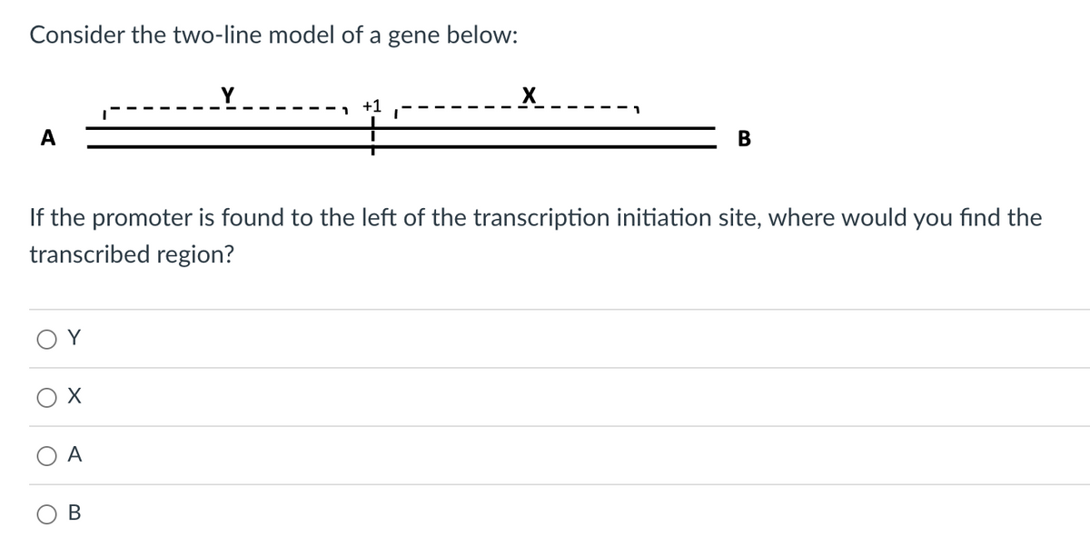 Consider the two-line model of a gene below:
A
ΟΥ
Y
If the promoter is found to the left of the transcription initiation site, where would you find the
transcribed region?
A
+1