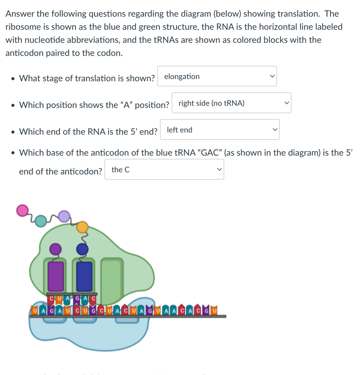 Answer the following questions regarding the diagram (below) showing translation. The
ribosome is shown as the blue and green structure, the RNA is the horizontal line labeled
with nucleotide abbreviations, and the tRNAs are shown as colored blocks with the
anticodon paired to the codon.
• What stage of translation is shown? elongation
• Which position shows the "A" position? right side (no tRNA)
• Which end of the RNA is the 5' end?
left end
• Which base of the anticodon of the blue tRNA "GAC" (as shown in the diagram) is the 5'
end of the anticodon?
the C
CUAGAC
UAGAUCUGCUACUAGUAACACĞU