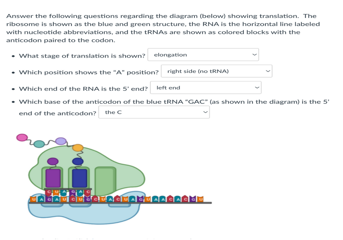 Answer the following questions regarding the diagram (below) showing translation. The
ribosome is shown as the blue and green structure, the RNA is the horizontal line labeled
with nucleotide abbreviations, and the tRNAs are shown as colored blocks with the
anticodon paired to the codon.
• What stage of translation is shown?
elongation
• Which position shows the "A" position?
right side (no tRNA)
• Which end of the RNA is the 5' end? left end
• Which base of the anticodon of the blue tRNA "GAC" (as shown in the diagram) is the 5'
end of the anticodon?
the C
U!
UCUGCUACUAGUAACACGU