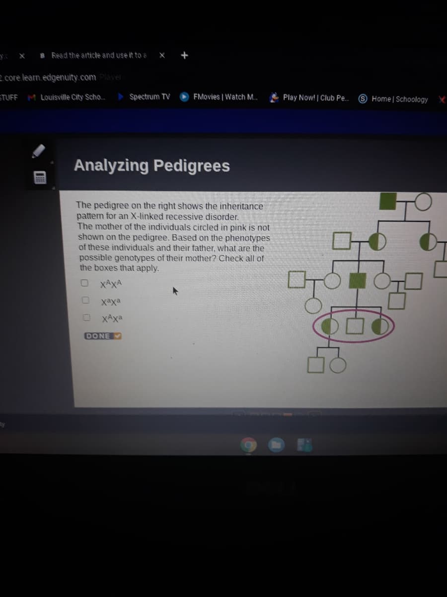 B Resd the srticle snd use it to s
+
2.core learn edgenuity.comPlayer
STUFF M Louisville City Scho.
Spectrum TV
FMovies | Watch M.
E Play Now! | Club Pe.
9 Home | Schoology
Analyzing Pedigrees
The pedigree on the right shows the inheritance
pattern for an X-linked recessive disorder.
The mother of the individuals circled in pink is not
shown on the pedigree. Based on the phenotypes
of these individuals and their father, what are the
possible genotypes of their mother? Check all of
the boxes that apply.
O XAXA
Xaxa
XAXa
DONE
