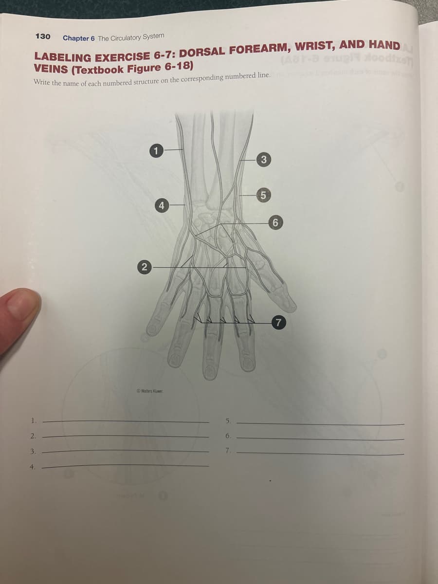 130
Chapter 6 The Circulatory System
LABELING EXERCISE 6-7: DORSAL FOREARM, WRIST, AND HANDA
VEINS (Textbook Figure 6-18)
Write the name of each numbered structure on the corresponding numbered line.
(AB
2.
3.
4.
2
1
3
5
4
Wolters Kluwer
6.
7.
6
7