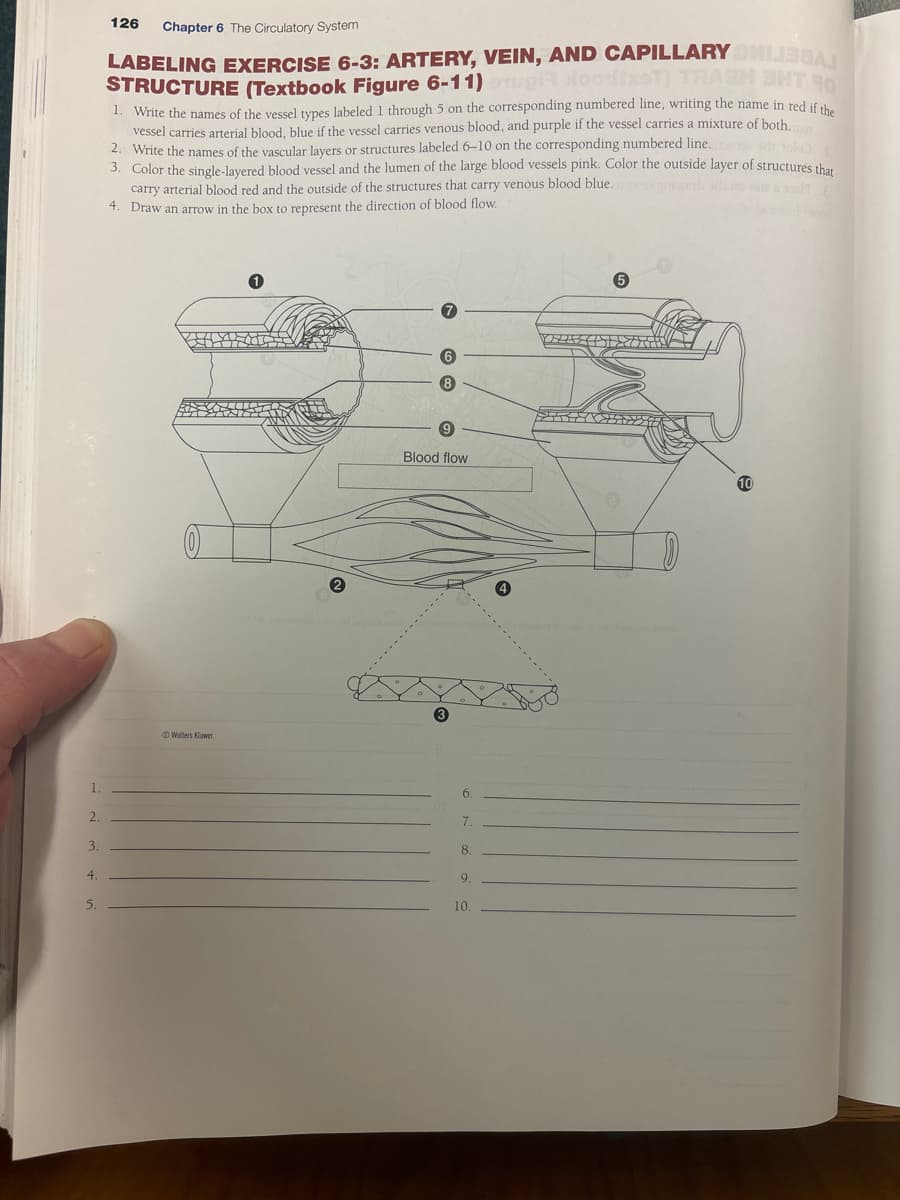 126
Chapter 6 The Circulatory System
LABELING EXERCISE 6-3: ARTERY, VEIN, AND CAPILLARY ONLIBA
STRUCTURE (Textbook Figure 6-11) good/xT) TRASH SHTO
1. Write the names of the vessel types labeled 1 through 5 on the corresponding numbered line, writing the name in red if the
vessel carries arterial blood, blue if the vessel carries venous blood, and purple if the vessel carries a mixture of both.
2. Write the names of the vascular layers or structures labeled 6-10 on the corresponding numbered line. dolo
3. Color the single-layered blood vessel and the lumen of the large blood vessels pink. Color the outside layer of structures that
carry arterial blood red and the outside of the structures that carry venous blood blue.
4. Draw an arrow in the box to represent the direction of blood flow.
1.
2.
3.
4.
5.
1
2
8
9
Blood flow
3
Wolters Kluwer.
6.
7.
8.
9.
10.
°
10