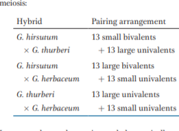 meiosis:
Hybrid
G. hirsutum
x G. thurberi
Pairing arrangement
13 small bivalents
+ 13 large univalents
G. hirsutum
x G. herbaceum
13 large bivalents
+ 13 small univalents
G. thurberi
13 large univalents
x G. herbaceum
+ 13 small univalents
