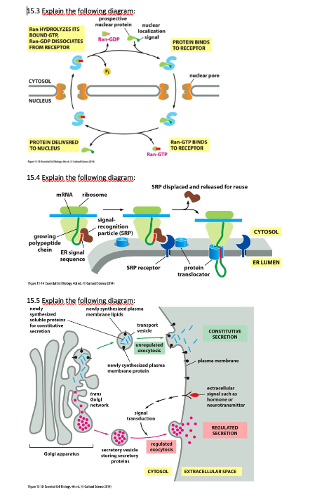 15.3 Explain the fellovine diaeram:
prospective
nuclear protein
nuclear
Ran HYDROLYZES ITS
BOUND GTP,
localization
Ran-GDP
ignal
Ran-GDP DISSOCIATES
PROTEIN BINDS
FROM RECEPTOR
TO RECEPTOR
nuclear pore
CYTOSOL
NUCLEUS
Ran-GTP BINDS
PROTEIN DELIVERED
TO NUCLEUS
TO RECEPTOR
Ran-GTP
15.4 EXplain the followine.diBEram:
SRP displaced and released for reuse
MRNA
ribosome
signal-
recognition
particle (SRP)
CYTOSOL
growing-
polypeptide
chain
ER signal
sequence
ER LUMEN
SRP receptor
protein
translocator
Ngam 1514 Iereoog ed.arinde
15.5 Explain the following.diaeram:
newly
synthesized
soluble proteins
for constitutive
newly synthesized plasma
membrane lipids
transport
vesicde
secretion
CONSTITUTIVE
SECRETION
unregulated
exocytosis
plasma membrane
newly synthesized plasma
membrane protein
extracellular
signal such as
trans
Golgi
network
homone or
neurotransmitter
signal
transduction
REGULATED
SECRETION
regulated
екосуtosis
secretory vesicle
storing secretory
proteins
Golgi apparatus
CYTOSOL
EXTRACELLULAR SPACE
Rigua 5a Intil olog d. arat Sc
