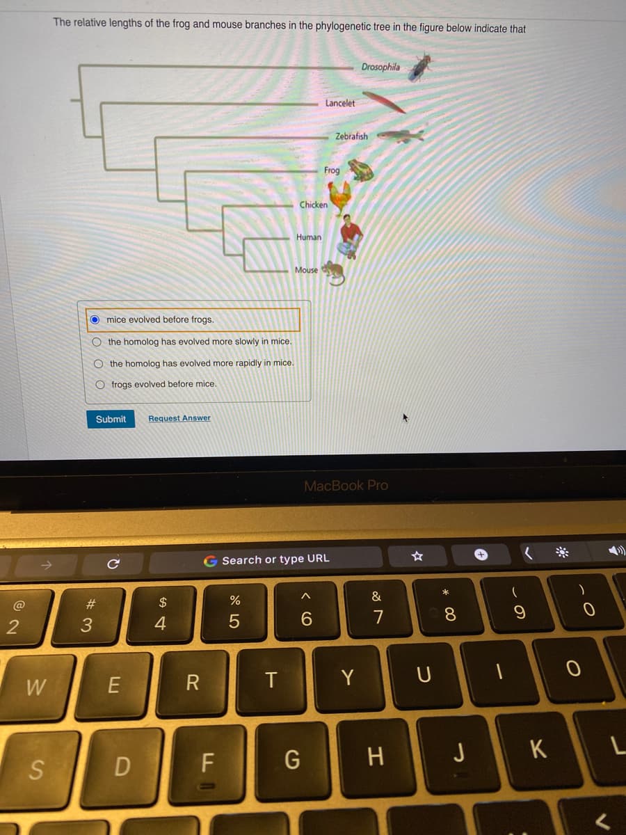 The relative lengths of the frog and mouse branches in the phylogenetic tree in the figure below indicate that
Drosophila
Lancelet
Zebrafish
Frog
Chicken
Human
Mouse
O mice evolved before frogs.
O the homolog has evolved more slowly in mice.
O the homolog has evolved more rapidly in mice.
O frogs evolved before mice.
Submit
Request Answer
MacBook Pro
G Search or type URL
&
#
$
7
8.
2
4
W
R
Y
F
G
H
J
K
