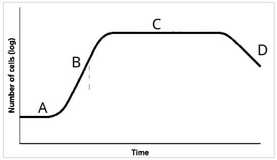 Time
Number of cells (log)
A
B