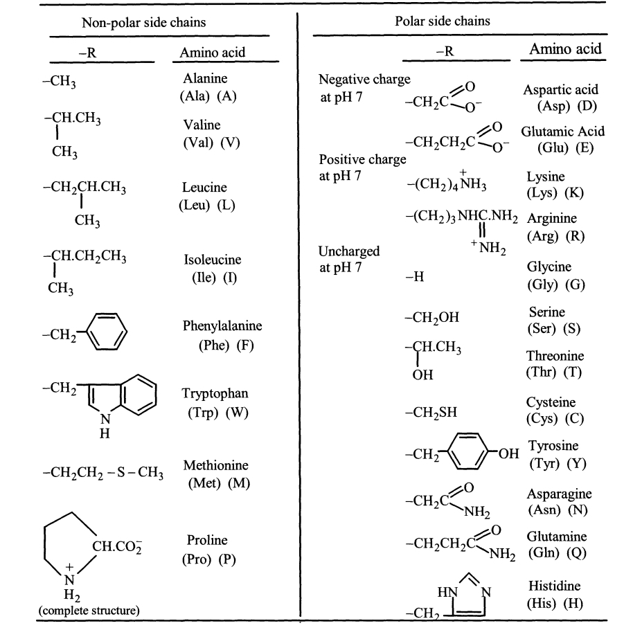 Non-polar side chains
Polar side chains
-R
Amino acid
-R
Amino acid
Alanine
Negative charge
at pH 7
-CH3
Aspartic acid
(Asp) (D)
(Ala) (A)
-CH2C.
-CH.CH3
Valine
Glutamic Acid
(Val) (V)
-CH2CH2C:
(Glu) (E)
CH3
Positive charge
at pH 7
-CH2CH.CH3
-(CH2)4 NH3
Lysine
(Lys) (K)
Leucine
(Leu) (L)
CH3
-(CH2)3 NHC.NH, Arginine
(Arg) (R)
* NH2
--CH.CH2CH3
Uncharged
at pH 7
Isoleucine
Glycine
(Gly) (G)
(Ile) (I)
-H
CH3
Serine
-CH2OH
Phenylalanine
(Phe) (F)
-CH2
(Ser) (S)
-CH.CH3
Threonine
OH
(Thr) (T)
-CH2
Tryptophan
(Trp) (W)
Cysteine
(Сys) (C)
-CH2SH
N
H
Tyrosine
(Тyг) (Ү)
-CH,
FOH
Methionine
-CH2CH2 -S-CH3
(Met) (M)
-CH,C
`NH2
Asparagine
(Asn) (N)
CH.CO2
Proline
-CH2CH,C
Glutamine
(Pro) (P)
NH2 (Gln) (Q)
Histidine
HN
N.
H2
(complete structure)
(His) (H)
-CH,
