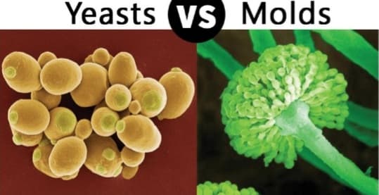 Yeasts (vs Molds
