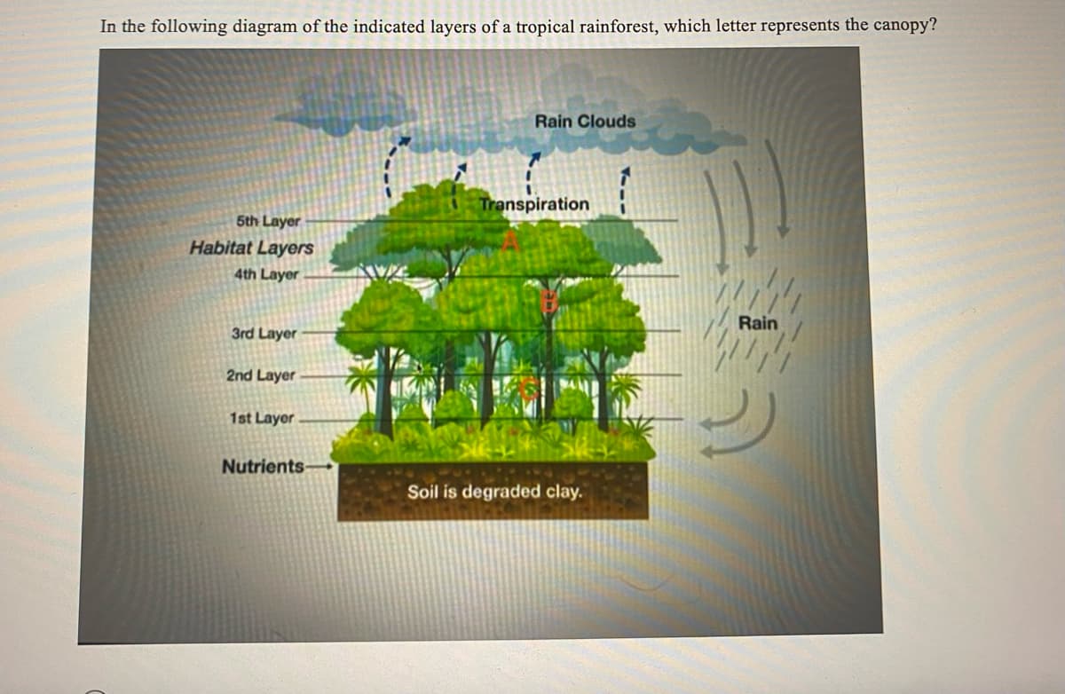 In the following diagram of the indicated layers of a tropical rainforest, which letter represents the canopy?
5th Layer
Habitat Layers
4th Layer
3rd Layer
2nd Layer
1st Layer
Nutrients
Rain Clouds
Transpiration
Soil is degraded clay.
12
Rain