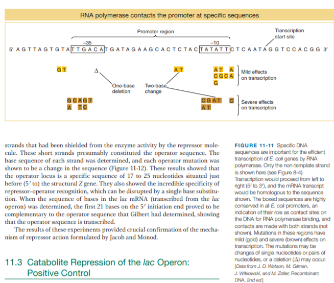 RNA polymerase contacts the promoter at specific sequences
Promoter region
Transcription
start site
-35
-10
5' AGTTAGTGTATTGACATGATAGAAGCACTCTACTATATTCT CA ATÁGGTCCACGG 3
AT A Mild effects
GCA
on transcription
One-base
deletion
Two-base
change
Severe effects
AT
on transcription
strands that had been shielded from the enzyme activity by the repressor mole-
cule. These short strands presumably constituted the operator sequence. The
base sequence of each strand was determined, and each operator mutation was
shown to be a change in the sequence (Figure 11-12). These results showed that
the operator locus is a specific sequence of 17 to 25 nucleotides situated just
before (5' to) the structural Z gene. They also showed the incredible specificity of
repressor-operator recognition, which can be disrupted by a single base substitu-
tion. When the sequence of bases in the lac mRNA (transcribed from the lac
operon) was determined, the first 21 bases on the 5' initiation end proved to be
complementary to the operator sequence that Gilbert had determined, showing
that the operator sequence is transcribed.
The results of these experiments provided crucial confirmation of the mecha-
nism of repressor action formulated by Jacob and Monod.
FIGURE 11-11 Specific DNA
sequences are important for the efficient
transcription of E. coli genes by RNA
polymerase. Only the non-template strand
is shown here (see Figure 8-4).
Transcription would proceed from left to
right (5' to 3'), and the MRNA transcript
would be homologous to the sequence
shown. The boxed sequences are highly
conserved in al E. coll promoters, an
indication of their role as contact sites on
the DNA for RNA polymerase binding, and
contacts are made with both strands (not
shown). Mutations in these regions have
mild (gold) and severe (brown) affects on
transcription. The mutations may be
changes of single nucleotides or pairs of
nucleotides, or a deletion (A) may occur.
[Data from J. D. Watson, M. Gilman,
J. Witkowski, and M. Zoller, Recombinant
DNA, 2nd ed]
11.3 Catabolite Repression of the lac Operon:
Positive Control
