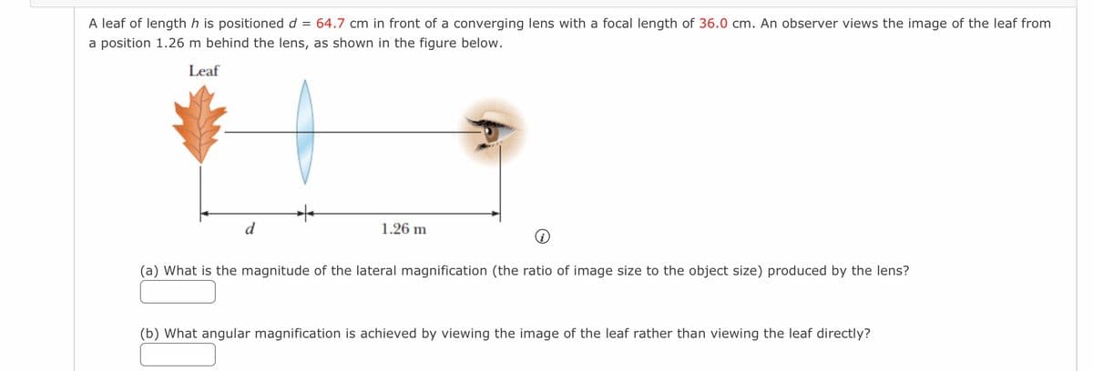 A leaf of length h is positioned d = 64.7 cm in front of a converging lens with a focal length of 36.0 cm. An observer views the image of the leaf from
a position 1.26 m behind the lens, as shown in the figure below.
Leaf
d
1.26 m
(a) What is the magnitude of the lateral magnification (the ratio of image size to the object size) produced by the lens?
(b) What angular magnification is achieved by viewing the image of the leaf rather than viewing the leaf directly?