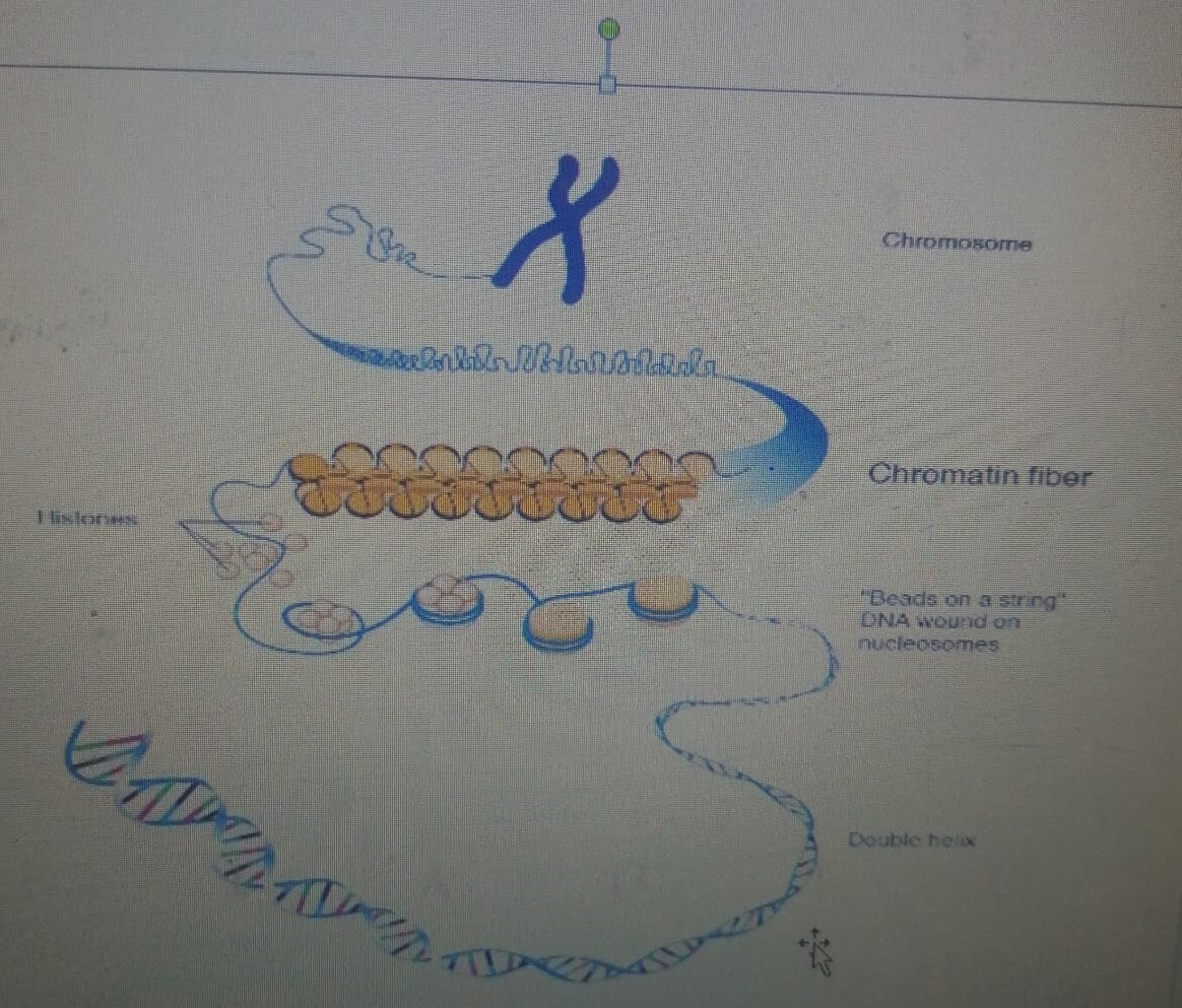 Chromosome
Chromatin fiber
"Beads on a string"
DNA wound on
nucleosomes
Double helix
