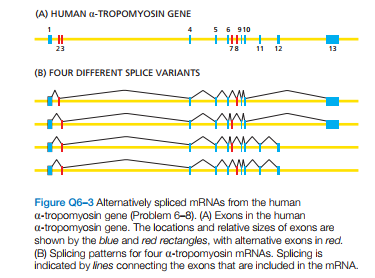 (A) HUMAN a-TROPOMYOSIN GENE
5 6 910
23
78
11 12
13
(B) FOUR DIFFERENT SPLICE VARIANTS
Figure Q6-3 Alternatively spliced MRNAS from the human
a-tropomyosin gene (Problem 6-8). (A) Exons in the human
a-tropomyosin gene. The locations and relative sizes of exons are
shown by the blue and red rectangles, with altenative exons in red.
(B) Splicing patterns for four a-tropomyosin MRNAS. Splicing is
indicated by lines connecting the exons that are included in the MRNA.
