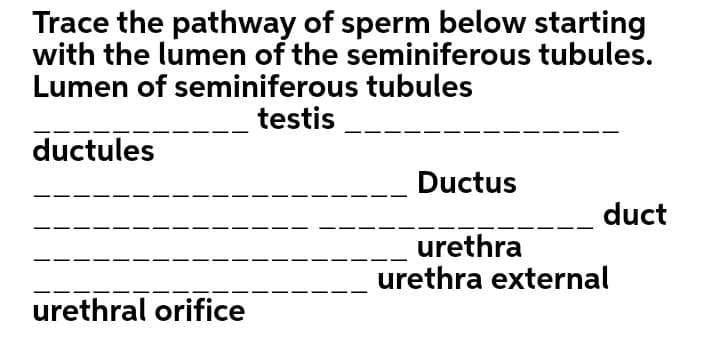 Trace the pathway of sperm below starting
with the lumen of the seminiferous tubules.
Lumen of seminiferous tubules
testis
ductules
Ductus
duct
urethra
urethra external
urethral orifice
