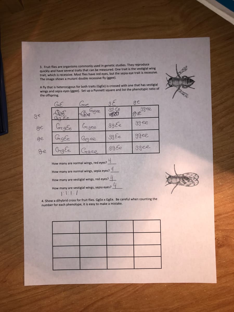 3. Fruit flies are organisms commonly used in genetic studies. They reproduce
quickly and have several traits that can be measured. One trait is the vestigial wing
trait, which is recessive. Most flies have red eyes, but the sepia eye trait is recessive.
The image shows a mutant double recessive fly (ggee).
A fly that is heterozygous for both traits (GgEe) is crossed with one that has vestigial
wings and sepia eyes (ggee). Set up a Punnett square and list the phenotypic ratio of
the offspring.
Ge
Ggee
GE
ge
99 Ee
ge
ggee
ve
GigEe Ggee
GagEe
ge
99Ee
39 ee
ge
Ggee
S9 Ee
9gee
ge GgEe
Gaee
9GEe
9gee
How many are normal wings, red eyes?
How many are normal wings, sepia eyes?
How many are vestigial wings, red eyes?
How many are vestigial wings, sepia eyes? 4
1:1:1:1
4. Show a dihybrid cross for fruit flies. GgEe x GgEe. Be careful when counting the
number for each phenotype, it is easy to make a mistake.
