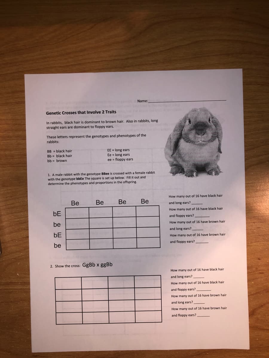 Name:
Genetic Crosses that Involve 2 Traits
In rabbits, black hair is dominant to brown hair. Also in rabbits, long
straight ears are dominant to floppy ears.
These letters represent the genotypes and phenotypes of the
rabbits:
BB = black hair
EE = long ears
Ee = long ears
ee = floppy ears
Bb = black hair
bb = brown
1. A male rabbit with the genotype BBee is crossed with a female rabbit
with the genotype bbEe The square is set up below. Fill it out and
determine the phenotypes and proportions in the offspring.
How many out of 16 have black hair
Be
Be
Be
Be
and long ears?
How many out of 16 have black hair
bE
and floppy ears?
be
How many out of 16 have brown hair
and long ears?
bE
How many out of 16 have brown hair
be
and floppy ears?
2. Show the cross: GgBb x ggBb
How many out of 16 have black hair
and long ears?
How many out of 16 have black hair
and floppy ears?
How many out of 16 have brown hair
and long ears?
How many out of 16 have brown hair
and floppy ears?
