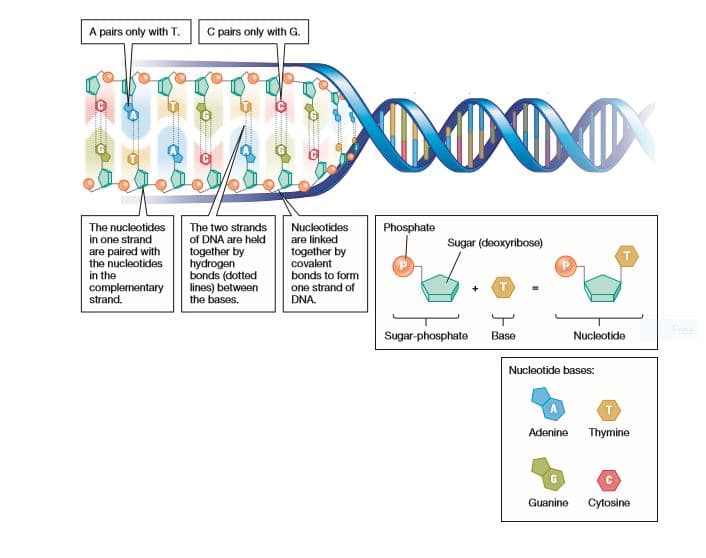 A pairs only with T.
C pairs only with G.
The nucleotides
in one strand
The two strands
of DNA are held
together by
hydrogen
bonds (dotted
lines) between
the bases.
Nucleotides
are linked
together by
covalent
bonds to form
one strand of
DNA.
Phosphate
Sugar (deoxyribose)
are paired with
the nucleotides
in the
complementary
strand.
Sugar-phosphate
Base
Nucleotide
Nucleotide bases:
Adenine
Thymine
Guanine
Cytosine
