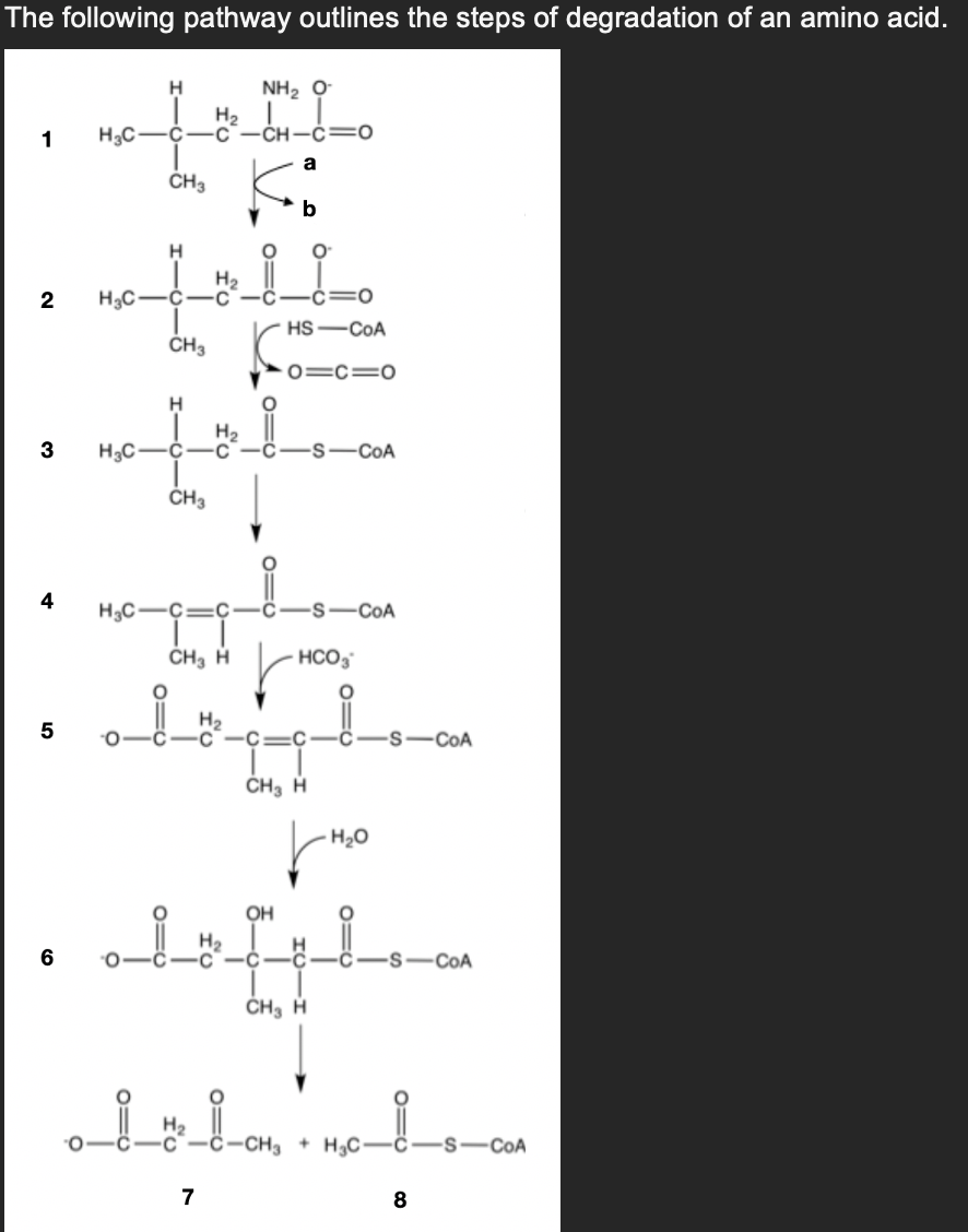 The following pathway outlines the steps of degradation of an amino acid.
1
2
3
4
5
6
H₂C-
H₂C
NH,
H₂
-C-C-CH-C=O
a
Kö
b
H₂C
H
CH3
H
CH3
H
H₂
H₂C-C C
CH3
H₂
CH₂ H
HS-COA
0=C=0
7
S-COA
S -COA
HCO3
고
O
H₂
-C=C
CH₂ H
H₂O
-S- -COA
OH
diffl
CH₂ H
._i_m_i_CM 10_i_
+H₂C-
-COA
8
COA