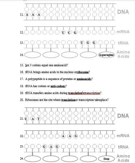 DNA
11. A A A
U C
MRNA
12.
13.
TRNA
Amino
Acids
14.
Aзparagine
15. lor 3 codonas equal one aminoacid?
16. RNA brings amino acids to the nucleus orribosome?
17. A polypeptide is a sequence of proteins or aminoacid:?
18. RNA has codons or anti-codons?
19. RNA transfers amino acids during trauslationbetranscrintion?
20. Ribosomes are the site where translationor transcription takesplace?
DNA
21. © A T
22.
(A G
MRNA
23.
ERNA
Amino
Acids
24.
Stop
FOo
-0-
FO-
-0-
Foo-
FOo-
Fo-
FO-
