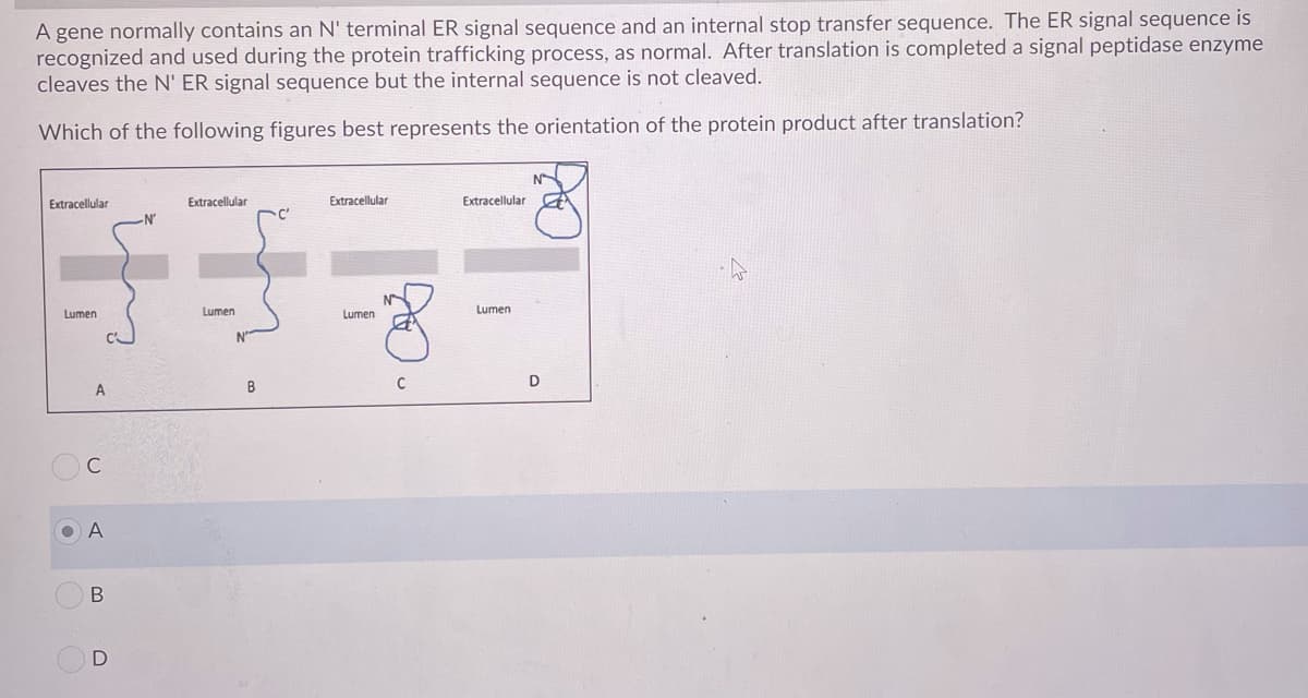 A gene normally contains an N' terminal ER signal sequence and an internal stop transfer sequence. The ER signal sequence is
recognized and used during the protein trafficking process, as normal. After translation is completed a signal peptidase enzyme
cleaves the N' ER signal sequence but the internal sequence is not cleaved.
Which of the following figures best represents the orientation of the protein product after translation?
N
Extracellular
Extracellular
Extracellular
Extracellular
N
Lumen
Lumen
Lumen
Lumen
N'
D
A
C
O A
D
