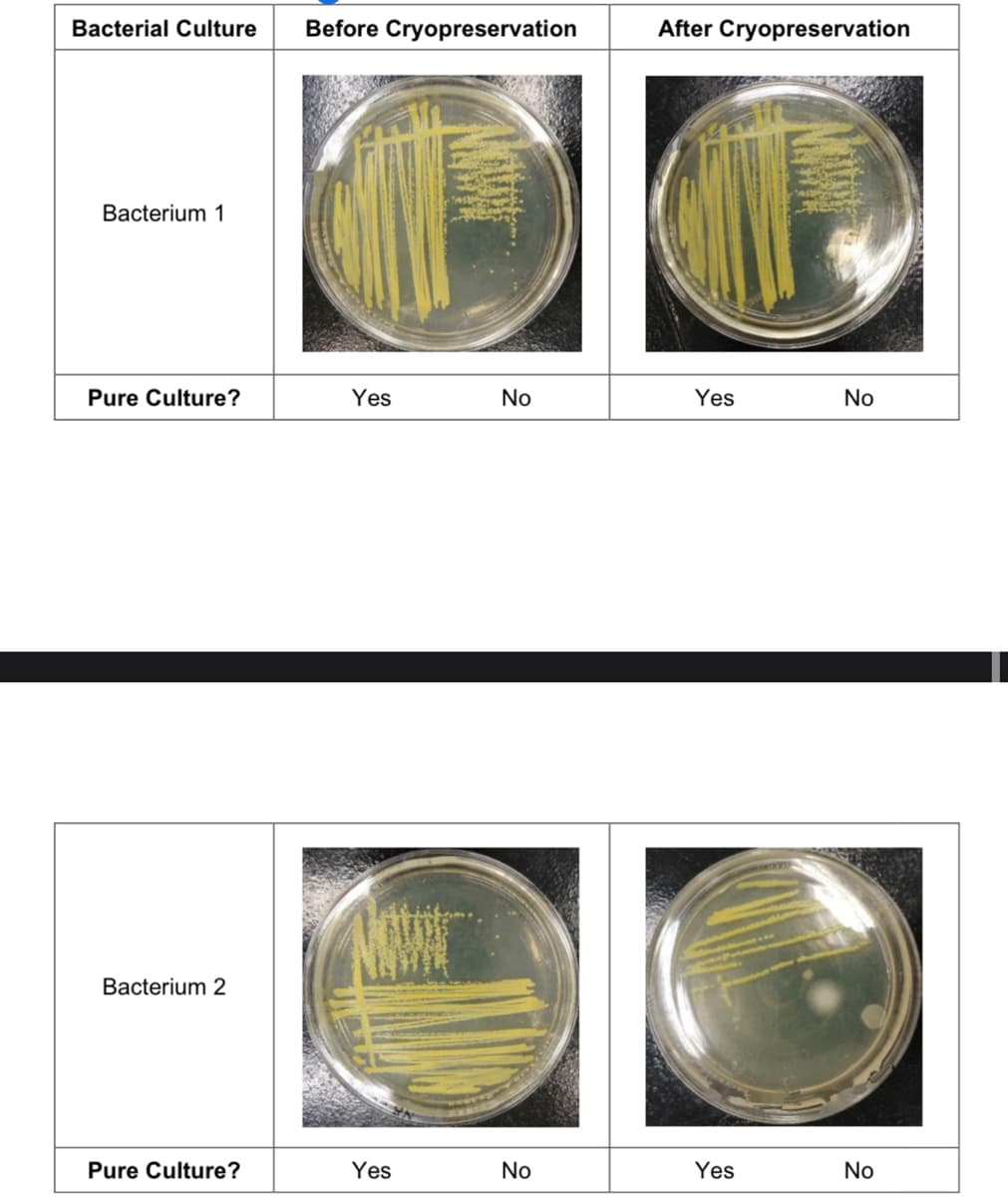 Bacterial Culture Before Cryopreservation
Bacterium 1
Pure Culture?
Bacterium 2
Pure Culture?
Yes
N
Yes
NOWE
No
No
After Cryopreservation
Yes
Yes
No
No