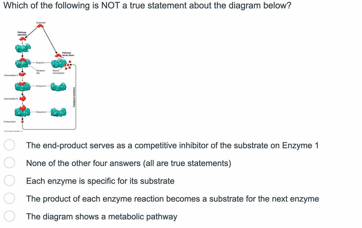 Which of the following is NOT a true statement about the diagram below?
Intermediate A
Intermediate B
End-product
Pathway
operates
2019 Pearson Education, Inc.
O
O
O
O
Substrate
Enzyme 1-
Allosteric
site
-Enzyme 2
Enzyme 3-
Pathway
shuts down
Bound
end-product
Feedback Inhibition
The end-product
None of the other four answers (all are true statements)
Each enzyme is specific for its substrate
The product of each enzyme reaction becomes a substrate for the next enzyme
The diagram shows a metabolic pathway
serves as a competitive inhibitor of the substrate on Enzyme 1